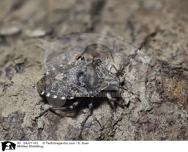 Graue Gartenwanze / Mottled Shieldbug / SA-01143