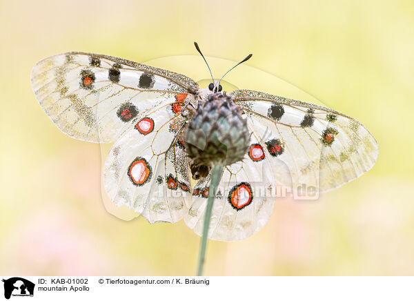 Apollofalter / mountain Apollo / KAB-01002