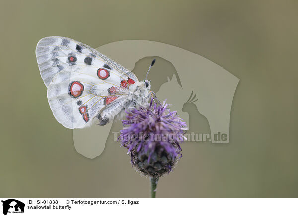 Apollofalter / swallowtail butterfly / SI-01838