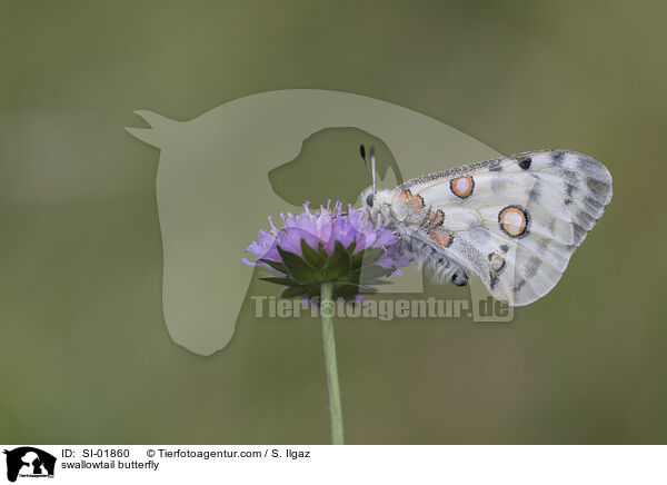 Apollofalter / swallowtail butterfly / SI-01860