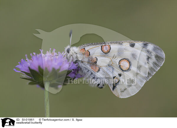 Apollofalter / swallowtail butterfly / SI-01861