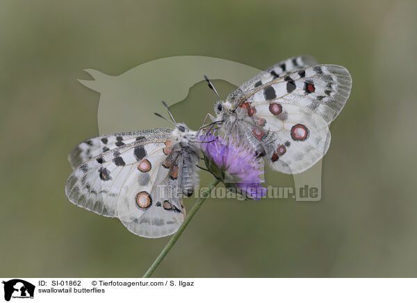Apollofalter / swallowtail butterflies / SI-01862