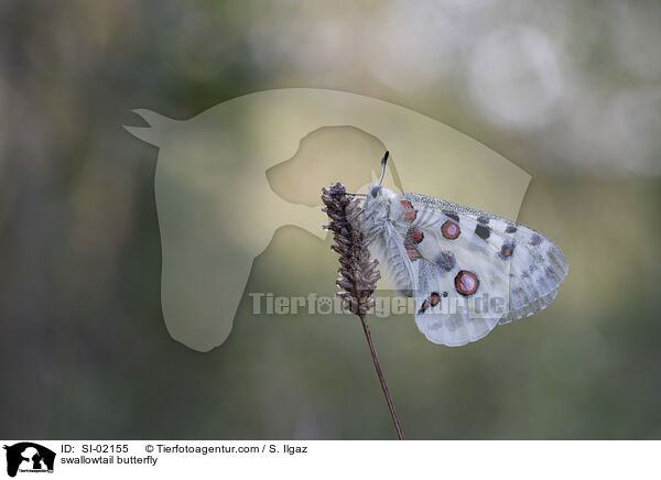 Apollofalter / swallowtail butterfly / SI-02155