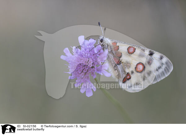 Apollofalter / swallowtail butterfly / SI-02156