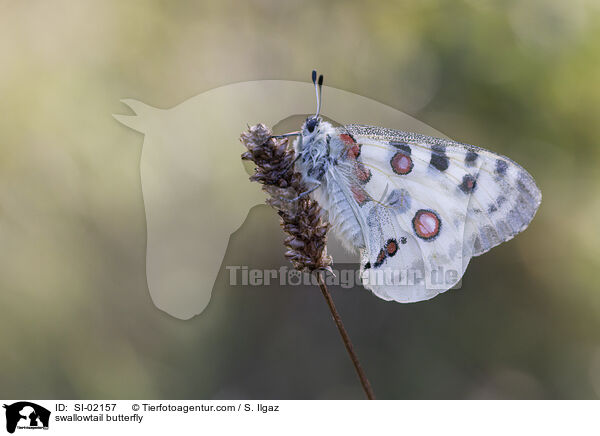 Apollofalter / swallowtail butterfly / SI-02157
