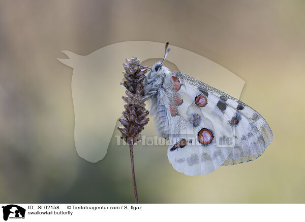 Apollofalter / swallowtail butterfly / SI-02158