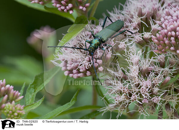 Moschusbock / musk beetle / THA-02920