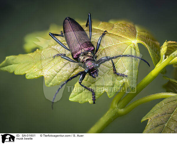 musk beetle / SA-01601