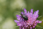 Musk beetle