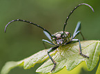 musk beetle