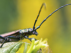 musk beetle
