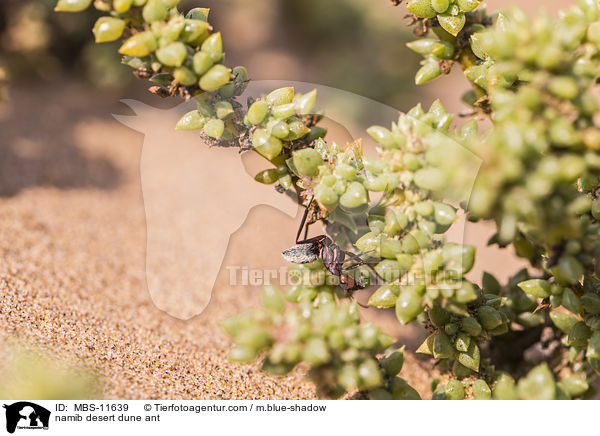Namib-Dnen-Ameise / namib desert dune ant / MBS-11639