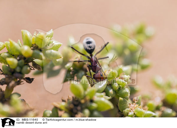 namib desert dune ant / MBS-11640