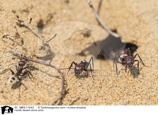 Namib-Dnen-Ameisen / namib desert dune ants / MBS-11642