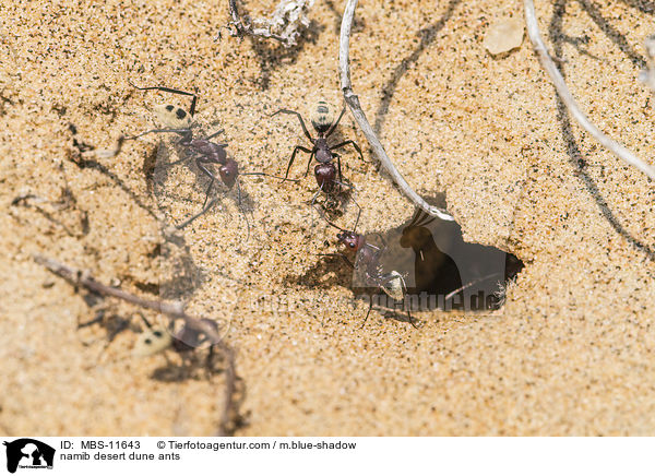 namib desert dune ants / MBS-11643