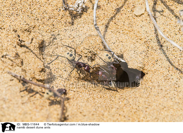 Namib-Dnen-Ameisen / namib desert dune ants / MBS-11644