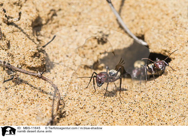 namib desert dune ants / MBS-11645