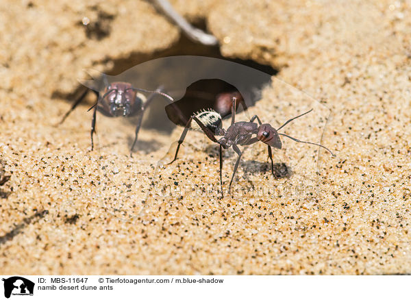 Namib-Dnen-Ameisen / namib desert dune ants / MBS-11647