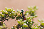 namib desert dune ant