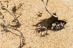namib desert dune ants