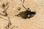 namib desert dune ant
