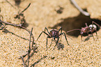 namib desert dune ants