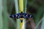 nine-spotted moth