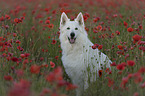 White Shepherd in the poppy field