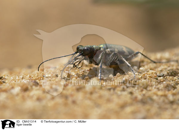 Dnen-Sandlaufkfer / tiger beetle / CM-01314