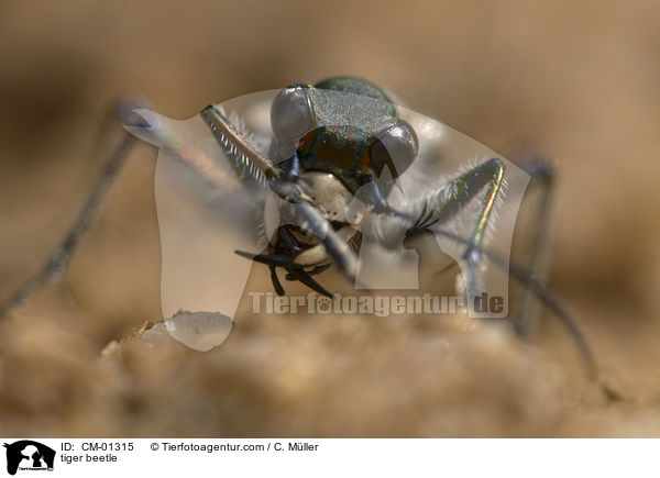 Dnen-Sandlaufkfer / tiger beetle / CM-01315
