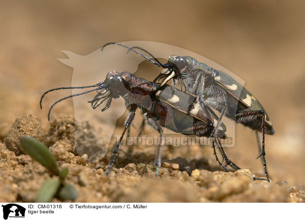 Dnen-Sandlaufkfer / tiger beetle / CM-01316