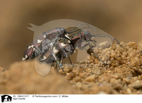 tiger beetle / CM-01317