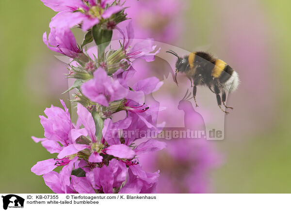 Groe Erdhummel / northern white-tailed bumblebee / KB-07355