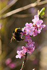 northern white-tailed bumblebee