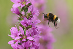 northern white-tailed bumblebee