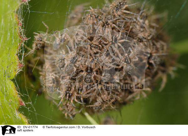Listspinnen / raft spiders / DV-01774