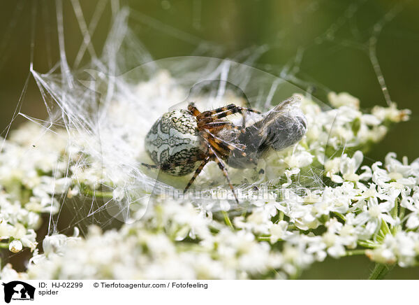 Eichblatt-Radspinne / spider / HJ-02299