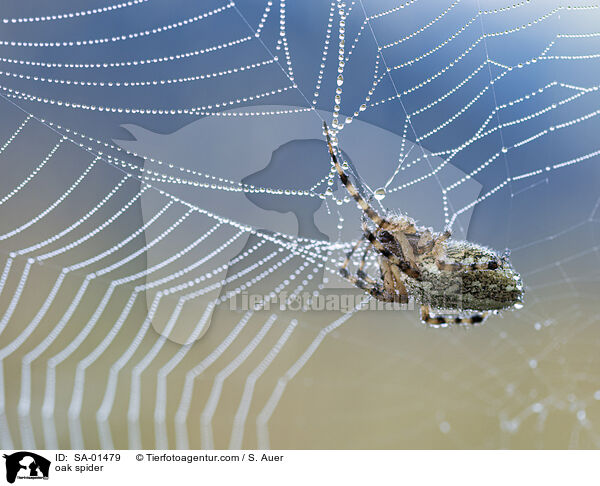 Eichblatt-Radspinne / oak spider / SA-01479