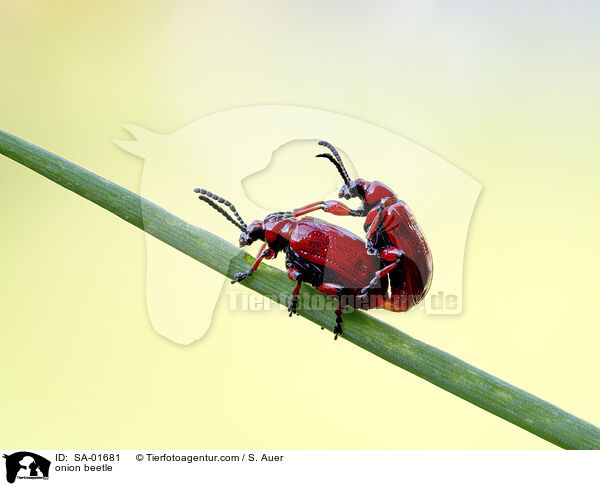 Maiglckchenhhnchen / onion beetle / SA-01681
