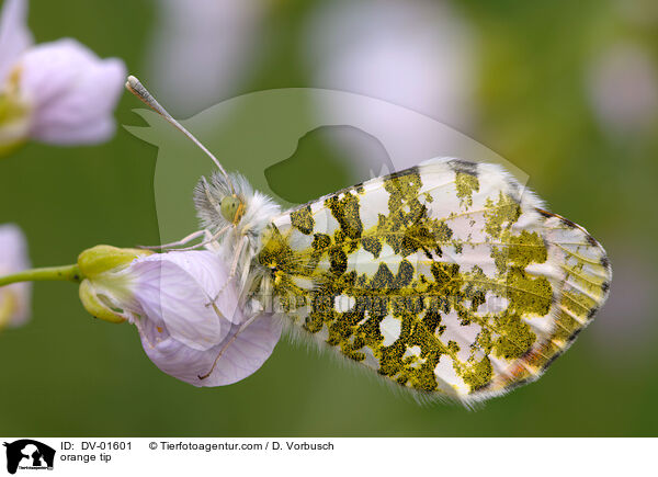 orange tip / DV-01601