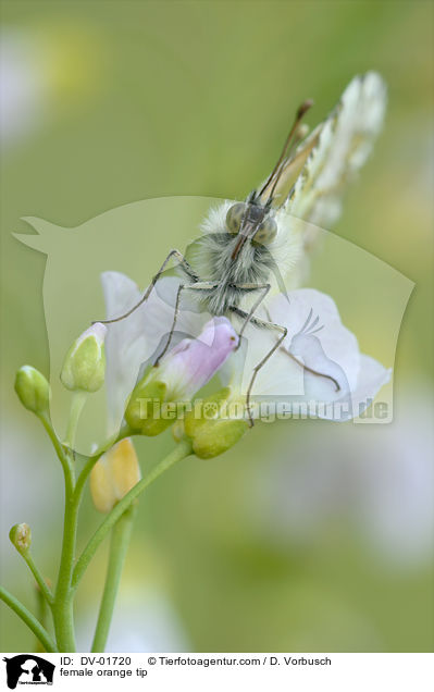 Aurorafalter Weibchen / female orange tip / DV-01720