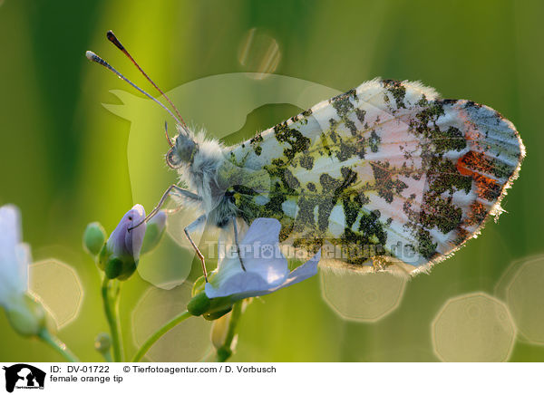 female orange tip / DV-01722