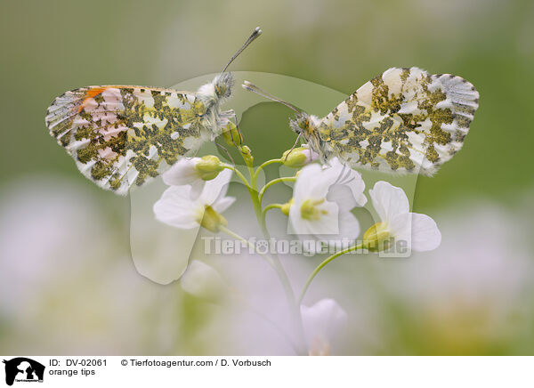 orange tips / DV-02061