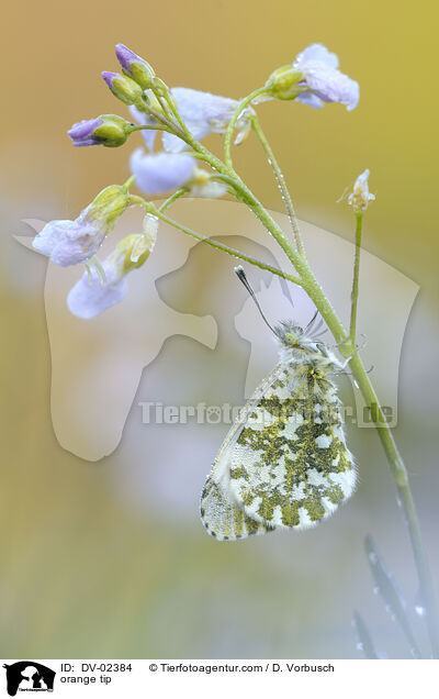 orange tip / DV-02384