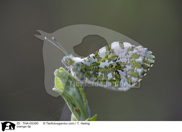 Aurorafalter / orange tip / THA-05390