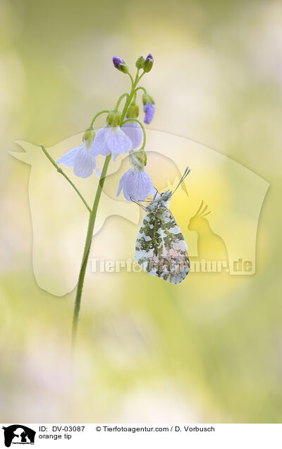 orange tip / DV-03087