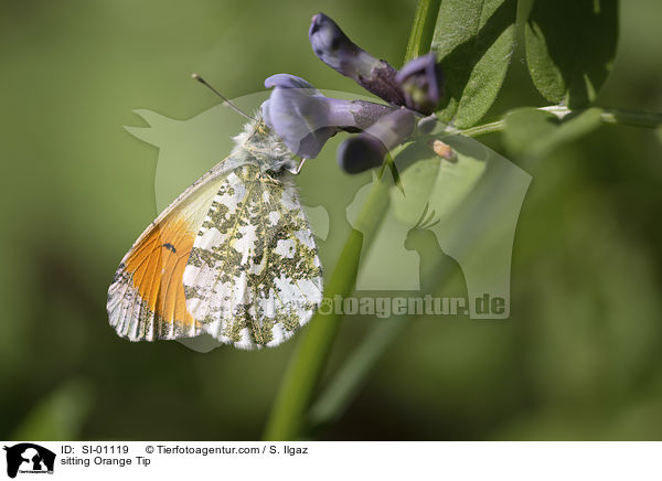 sitting Orange Tip / SI-01119