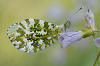 female orange tip