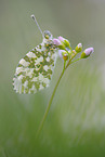 orange tip