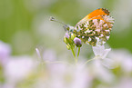 orange tip